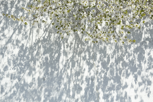 サクラ
(c)Tetsuya Tanooka/a.collectionRF