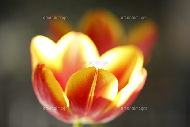 チューリップ
(c)Tetsuya Tanooka/a.collectionRF