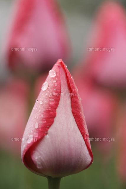 チューリップ
(c)Tetsuya Tanooka/a.collectionRF