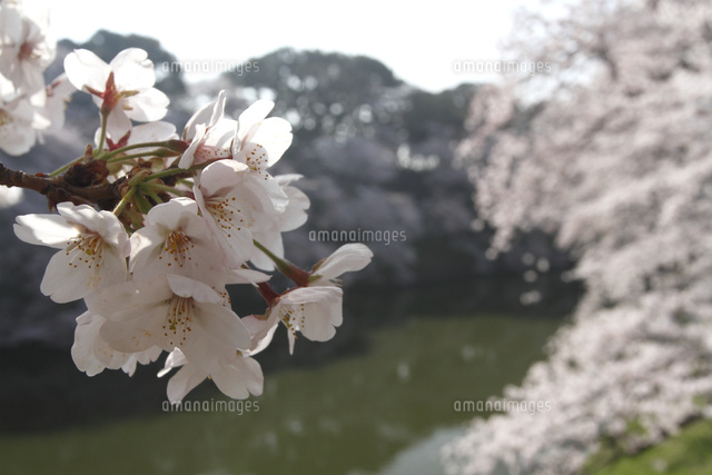 サクラ
(c)Tetsuya Tanooka/a.collectionRF