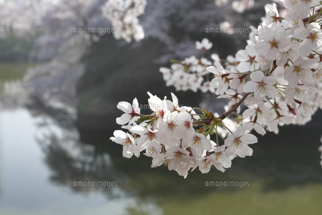 サクラ
(c)Tetsuya Tanooka/a.collectionRF