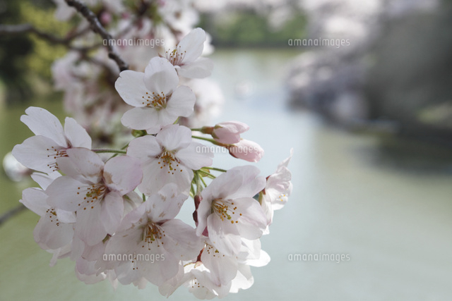 サクラ
(c)Tetsuya Tanooka/a.collectionRF