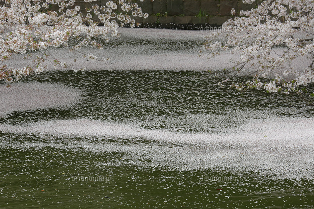 サクラ
(c)Tetsuya Tanooka/a.collectionRF
