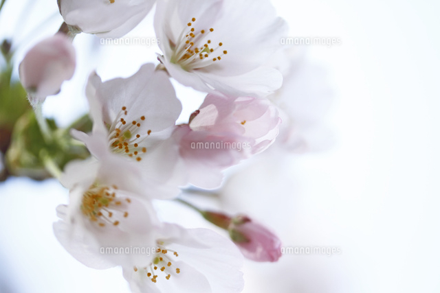 サクラ
(c)Tetsuya Tanooka/a.collectionRF
