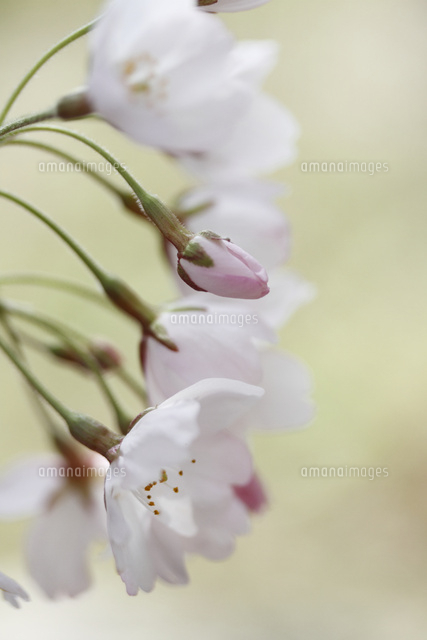 サクラ
(c)Tetsuya Tanooka/a.collectionRF