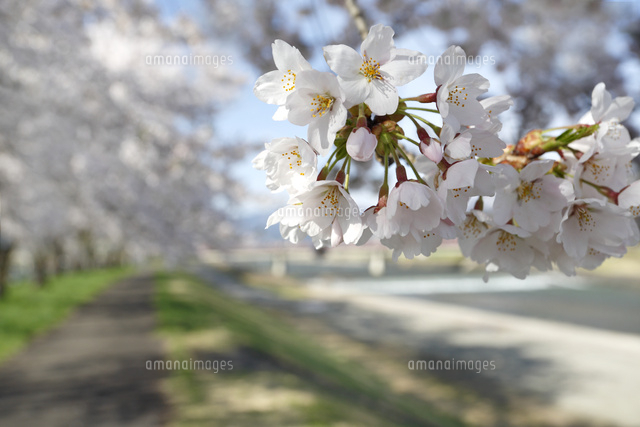 サクラ
(c)Tetsuya Tanooka/a.collectionRF