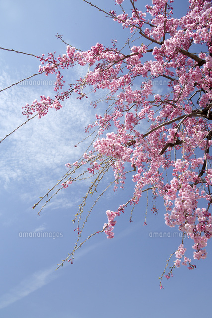 サクラ
(c)Tetsuya Tanooka/a.collectionRF