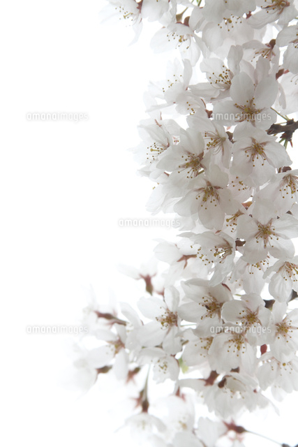 サクラ
(c)Tetsuya Tanooka/a.collectionRF