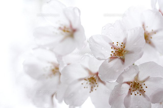 サクラ
(c)Tetsuya Tanooka/a.collectionRF