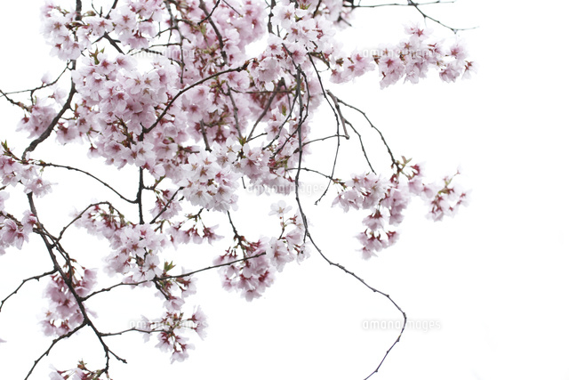 サクラ
(c)Tetsuya Tanooka/a.collectionRF