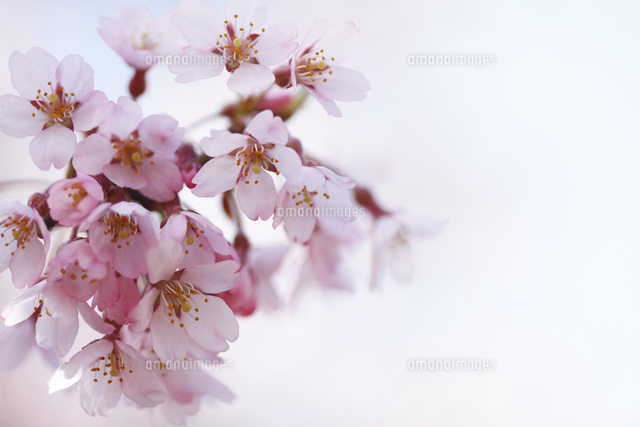 サクラ
(c)Tetsuya Tanooka/a.collectionRF