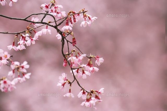 サクラ
(c)Tetsuya Tanooka/a.collectionRF