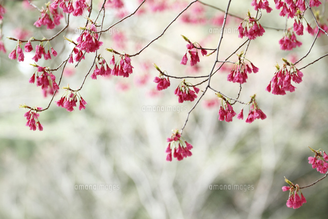 サクラ
(c)Tetsuya Tanooka/a.collectionRF