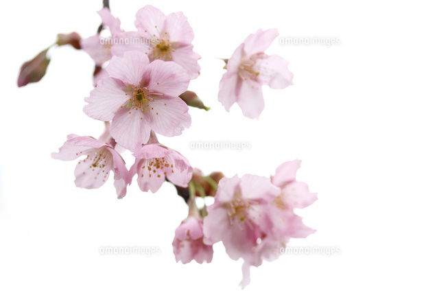 サクラ
(c)Tetsuya Tanooka/a.collectionRF