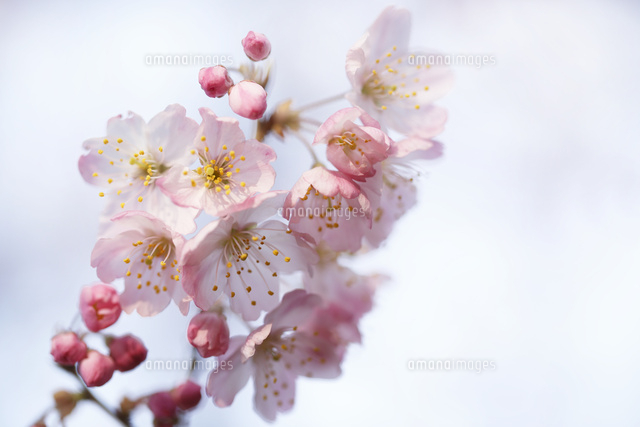 サクラ
(c)Tetsuya Tanooka/a.collectionRF