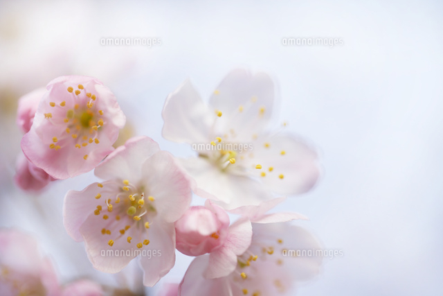サクラ
(c)Tetsuya Tanooka/a.collectionRF