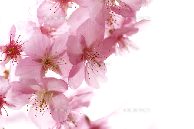 サクラ
(c)Tetsuya Tanooka/a.collectionRF