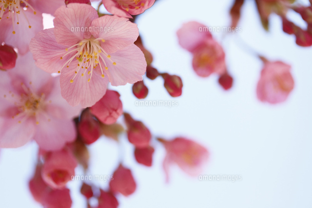 カワヅザクラ
(c)Tetsuya Tanooka/a.collectionRF