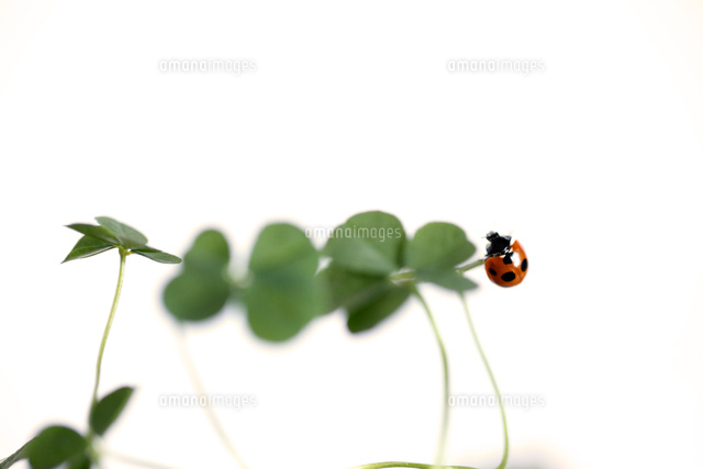てんとう虫とクローバ
(c)Tetsuya Tanooka/a.collectionRF