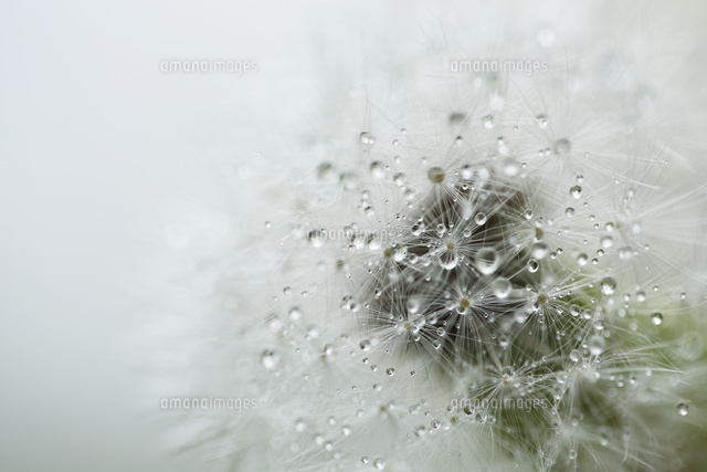 タンポポ
(c)Tetsuya Tanooka/a.collectionRF