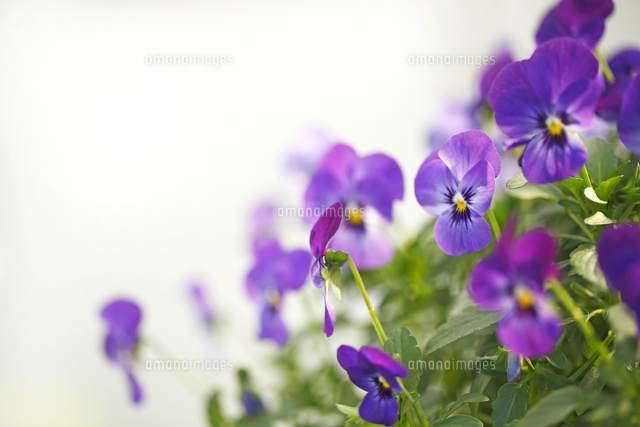 ビオラ
(c)Tetsuya Tanooka/a.collectionRF
