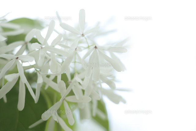 ヒトツバタゴ
(c)Tetsuya Tanooka/a.collectionRF