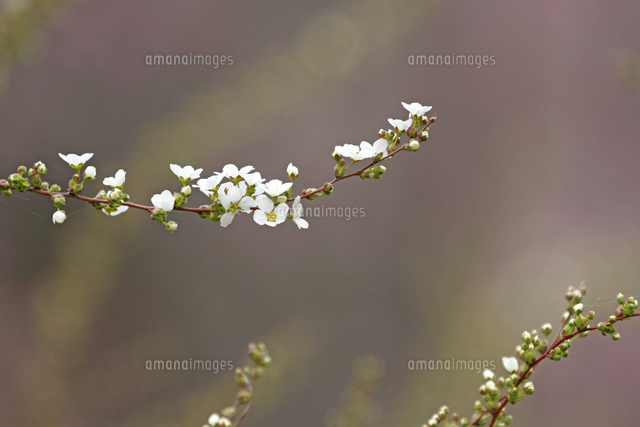 ユキヤナギ
(c)Tetsuya Tanooka/a.collectionRF