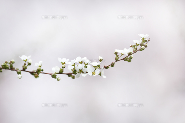 ユキヤナギ
(c)Tetsuya Tanooka/a.collectionRF