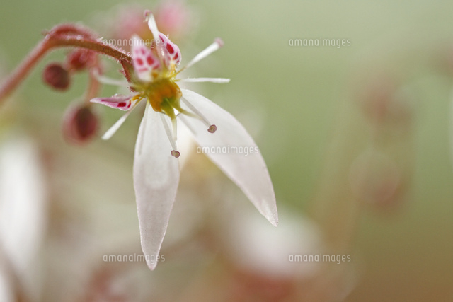 ユキノシタ
(c)Tetsuya Tanooka/a.collectionRF