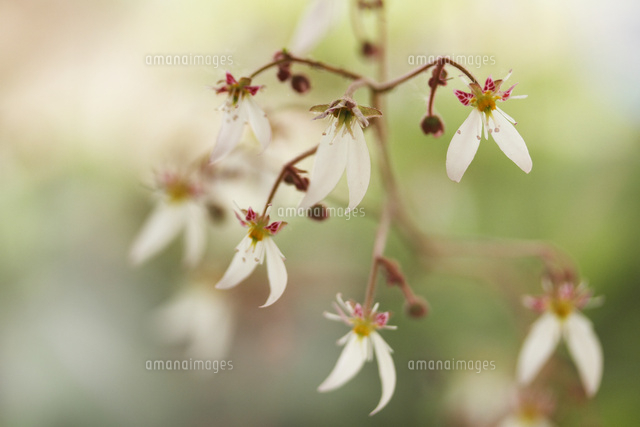 ユキノシタ
(c)Tetsuya Tanooka/a.collectionRF