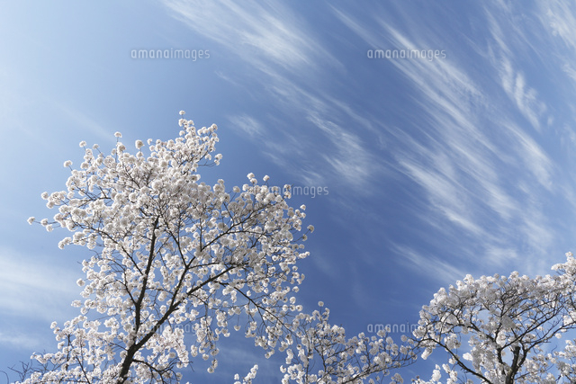 サクラ
(c)Tetsuya Tanooka/a.collectionRF