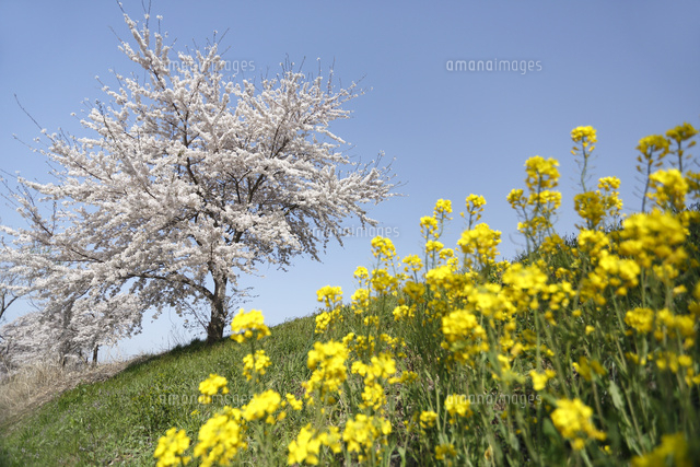 サクラとナノハナ
(c)Tetsuya Tanooka/a.collectionRF