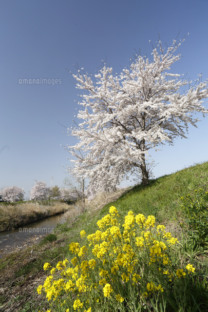 サクラとナノハナ
(c)Tetsuya Tanooka/a.collectionRF