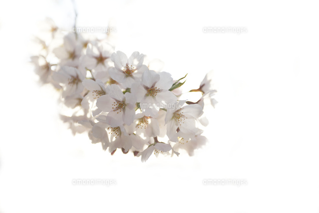 サクラ
(c)Tetsuya Tanooka/a.collectionRF