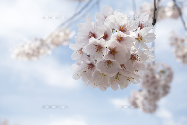 サクラ
(c)Tetsuya Tanooka/a.collectionRF
