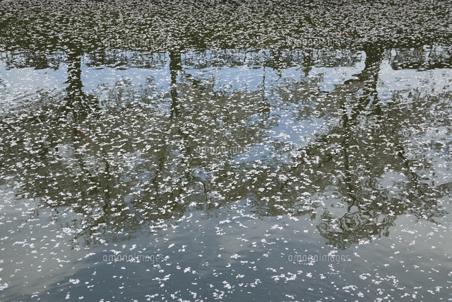 サクラ
(c)Tetsuya Tanooka/a.collectionRF
