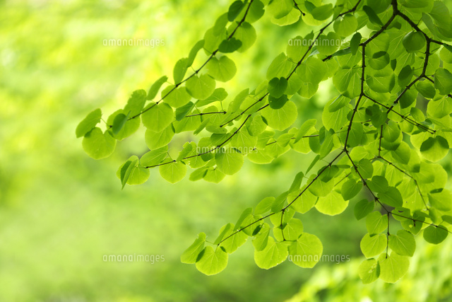新緑
(c)Tetsuya Tanooka/a.collectionRF