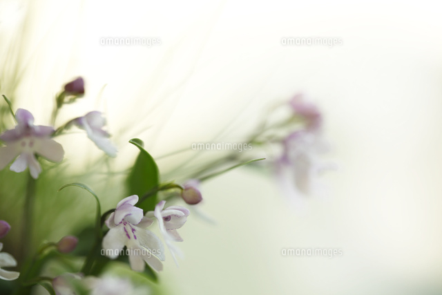 イワチドリ
(c)Tetsuya Tanooka/a.collectionRF