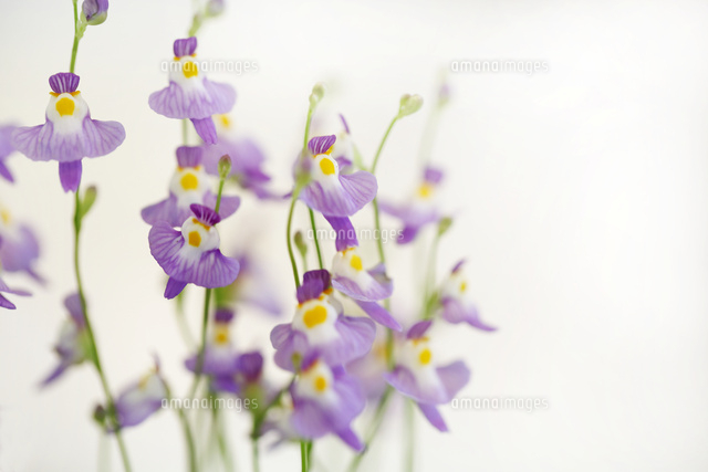 ウサギゴケ
(c)Tetsuya Tanooka/a.collectionRF