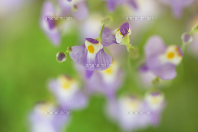 ウサギゴケ
(c)Tetsuya Tanooka/a.collectionRF