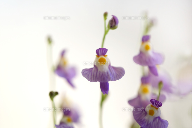 ウサギゴケ
(c)Tetsuya Tanooka/a.collectionRF