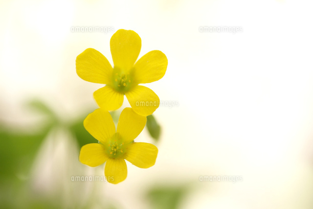 カタバミ
(c)Tetsuya Tanooka/a.collectionRF