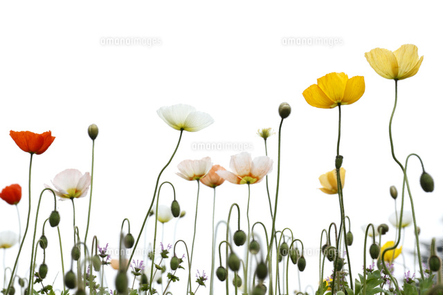 ポピー
(c)Tetsuya Tanooka/a.collectionRF