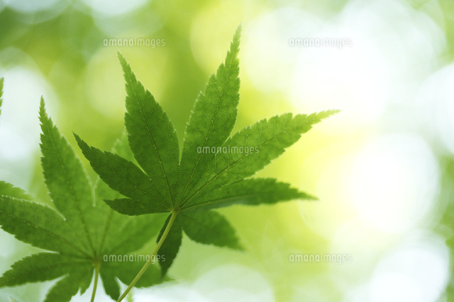 新緑
(c)Tetsuya Tanooka/a.collectionRF