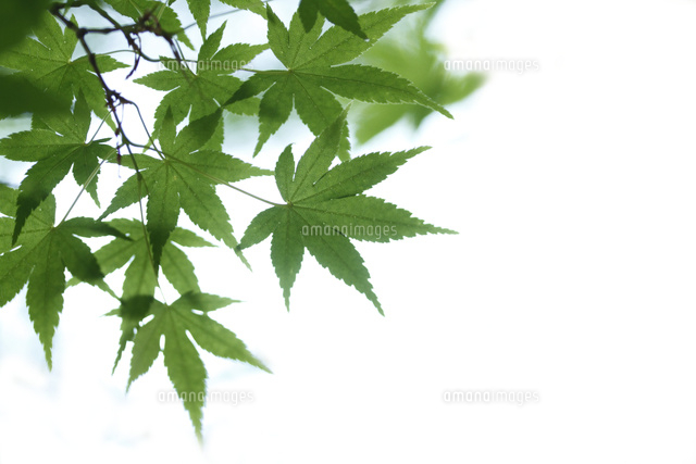 新緑
(c)Tetsuya Tanooka/a.collectionRF