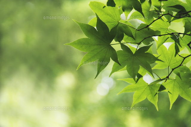 新緑
(c)Tetsuya Tanooka/a.collectionRF