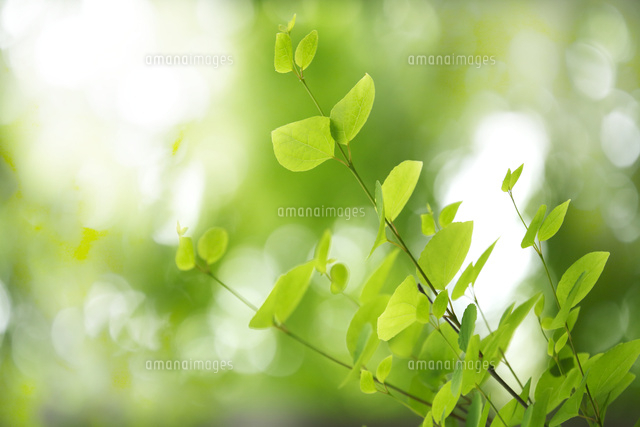 新緑
(c)Tetsuya Tanooka/a.collectionRF