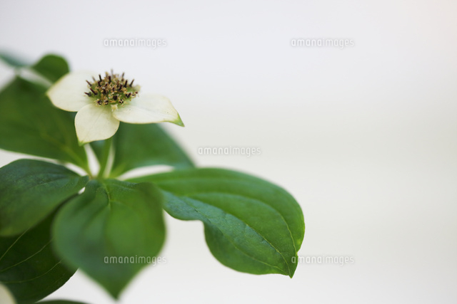 ゴゼンタチバナ
(c)Tetsuya Tanooka/a.collectionRF