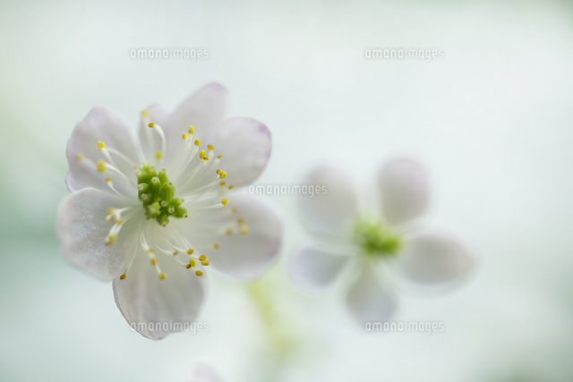 バイカカラマツ
(c)Tetsuya Tanooka/a.collectionRF