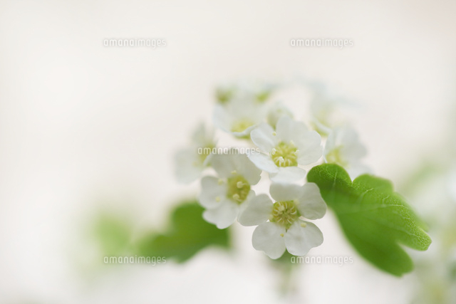 ミツデイワガサ
(c)Tetsuya Tanooka/a.collectionRF